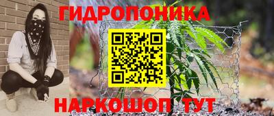 крисы Гай